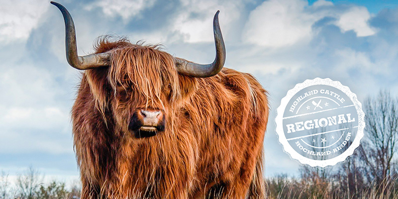 Hochlandrinder